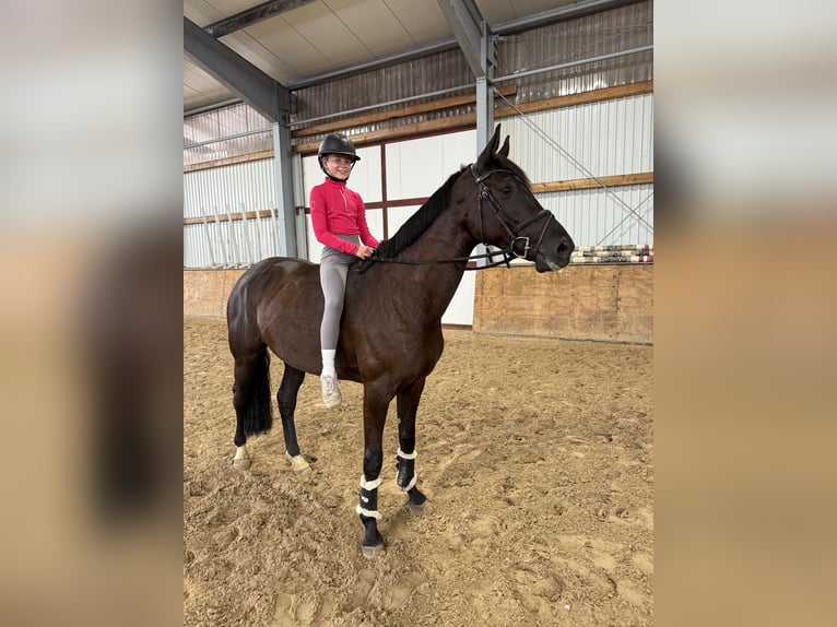 Oldenburg-International (OS) Mare 4 years 16.1 hh Black in Lastrup