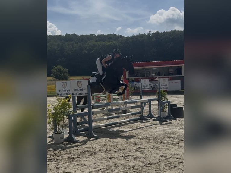 Oldenburg-International (OS) Mare 4 years 16.1 hh Black in Lastrup