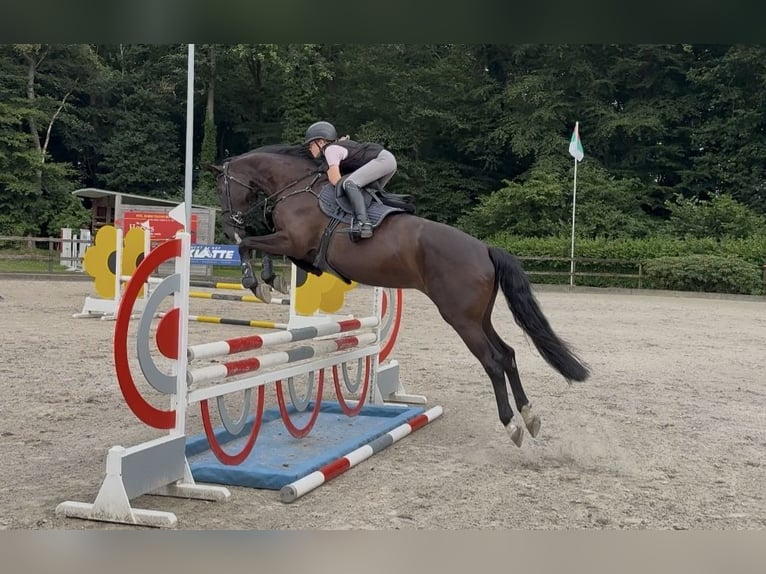 Oldenburg-International (OS) Mare 4 years 16.1 hh Black in Lastrup