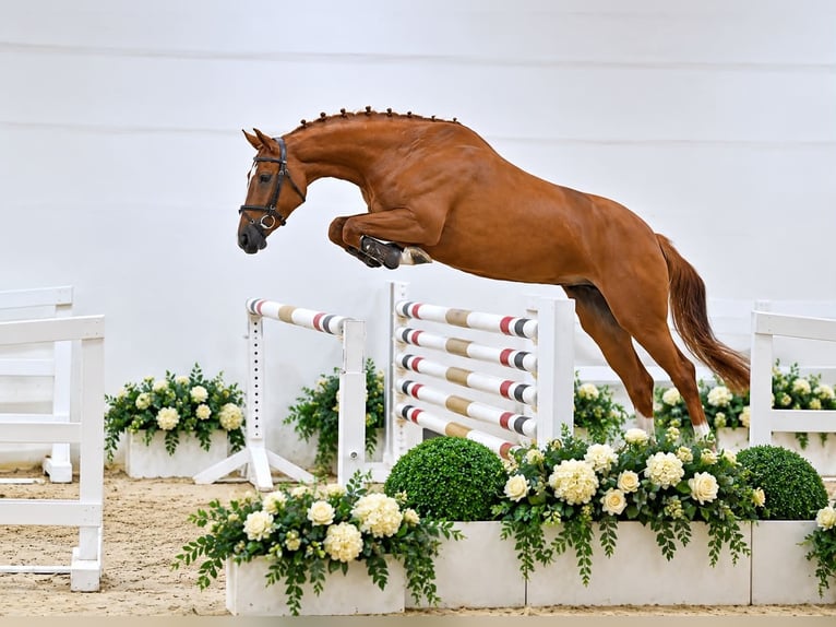 Oldenburg-International (OS) Mare 4 years 16.1 hh Chestnut-Red in ROGOWNICA