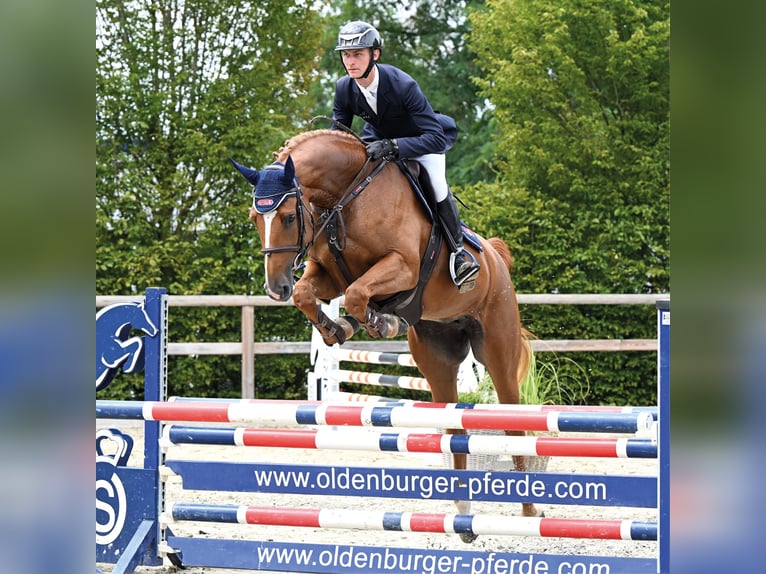 Oldenburg-International (OS) Mare 4 years 16.1 hh Chestnut-Red in Vechta
