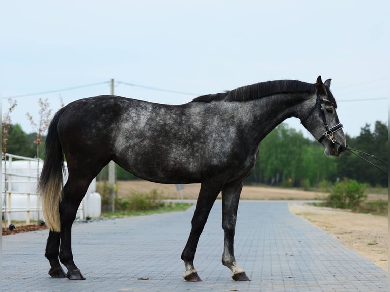 Oldenburg-International (OS) Mare 4 years 16.1 hh Grey-Dapple in Przasnysz