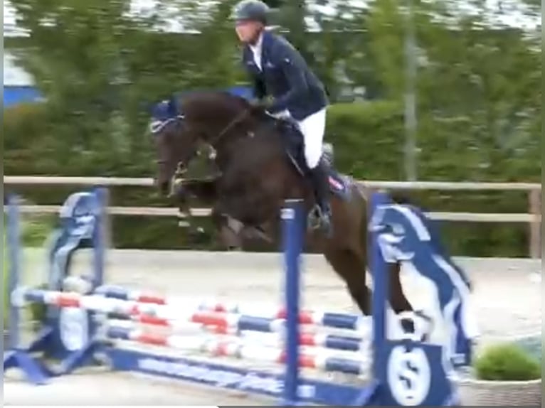 Oldenburg-International (OS) Mare 4 years 16.1 hh Smoky-Black in Neupotz