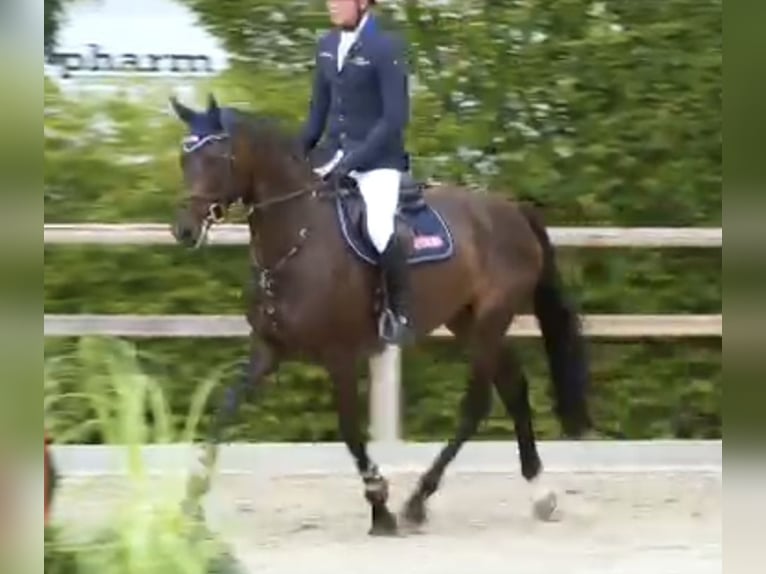 Oldenburg-International (OS) Mare 4 years 16.1 hh Smoky-Black in Neupotz