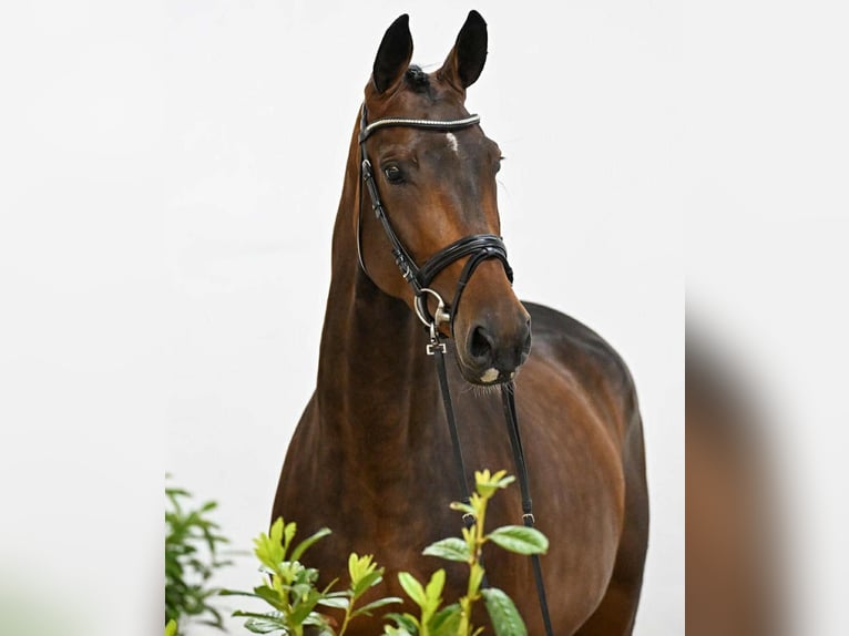 Oldenburg-International (OS) Mare 4 years 16,2 hh Brown in KRAJENKA