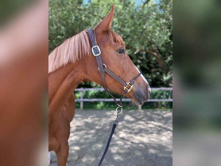 Oldenburg-International (OS) Mare 4 years 16.2 hh Chestnut-Red in Udenheim