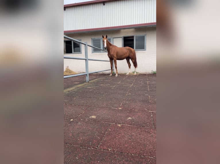 Oldenburg-International (OS) Mare 4 years 16.2 hh Chestnut-Red in Udenheim