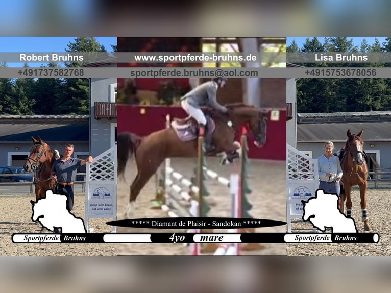 Oldenburg-International (OS) Mare 4 years 16.2 hh Chestnut-Red in Gadow