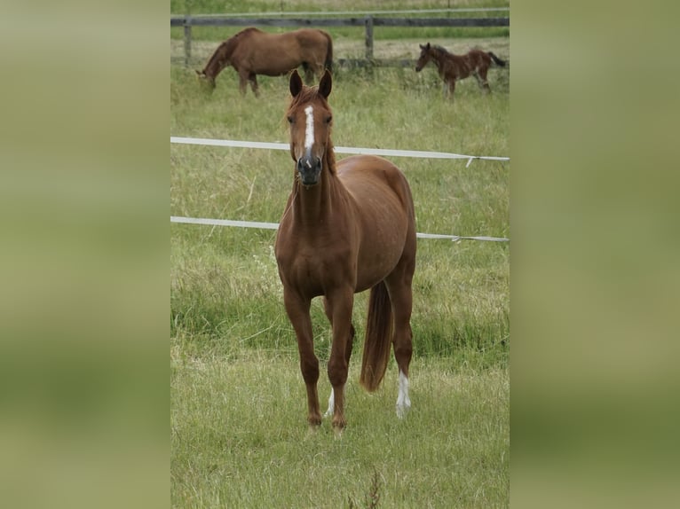 Oldenburg-International (OS) Mare 4 years 16.2 hh Chestnut-Red in Neudrossenfeld