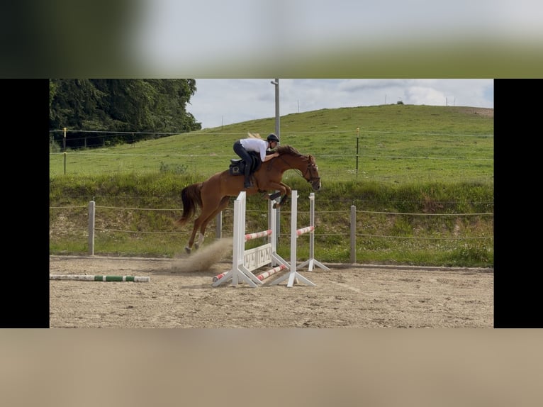 Oldenburg-International (OS) Mare 4 years 16.2 hh Chestnut-Red in Schmadebeck
