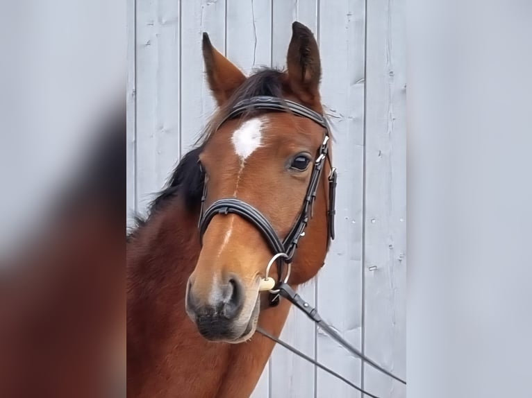 Oldenburg-International (OS) Mare 4 years 16 hh Brown in Leimersheim