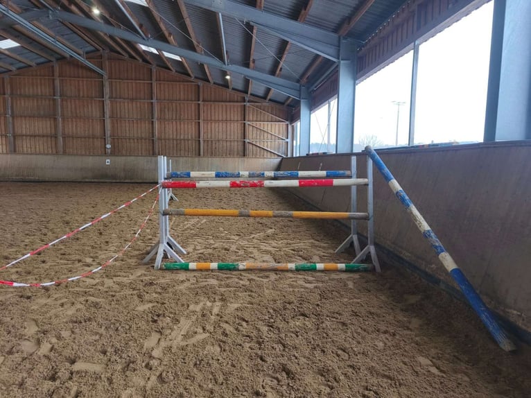 Oldenburg-International (OS) Mare 4 years 16 hh Brown in Königsmoos