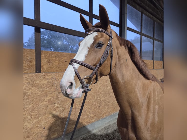Oldenburg-International (OS) Mare 4 years 16 hh Chestnut-Red in Wettrup Oldenburg-International (OS) Mare 4 years 16 hh Chestnut-Red in Wettrup