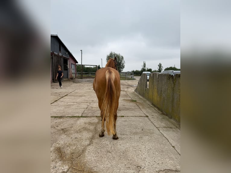 Oldenburg-International (OS) Mare 4 years 16 hh Chestnut-Red in Sch&#xF6;nhausen