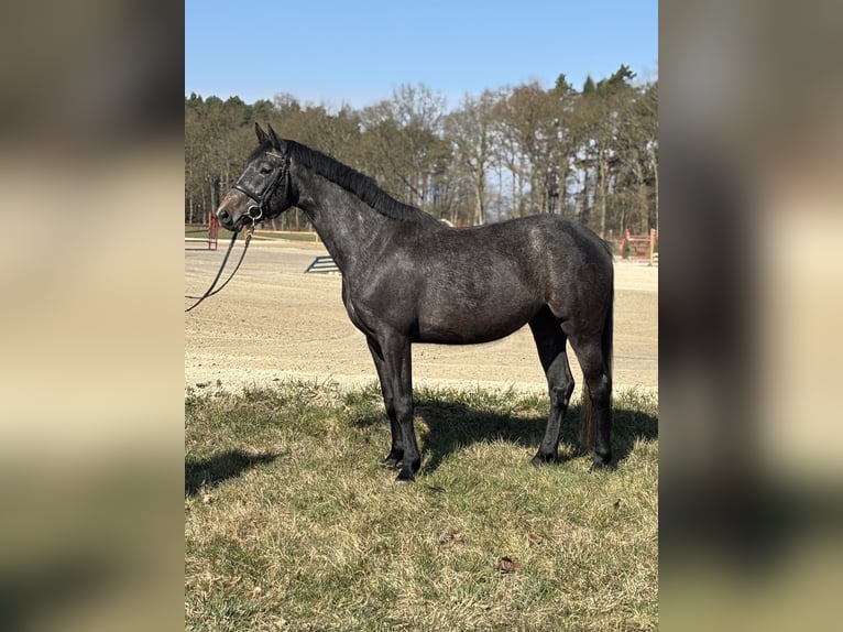 Oldenburg-International (OS) Mare 4 years 16 hh Grey-Dapple in Garlitz