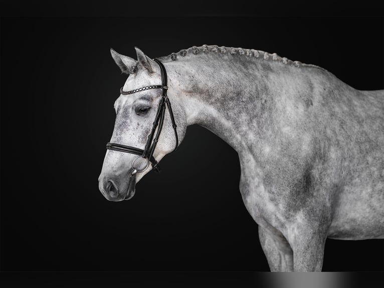 Oldenburg-International (OS) Mare 4 years 16 hh Grey in Zduchovice Oldenburg-International (OS) Mare 4 years 16 hh Grey in Zduchovice