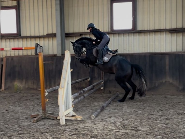 Oldenburg-International (OS) Mare 4 years 16 hh Grey in LübtheenGarlitz