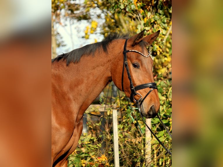 Oldenburg-International (OS) Mare 4 years 16,1 hh Brown in Stolzenau