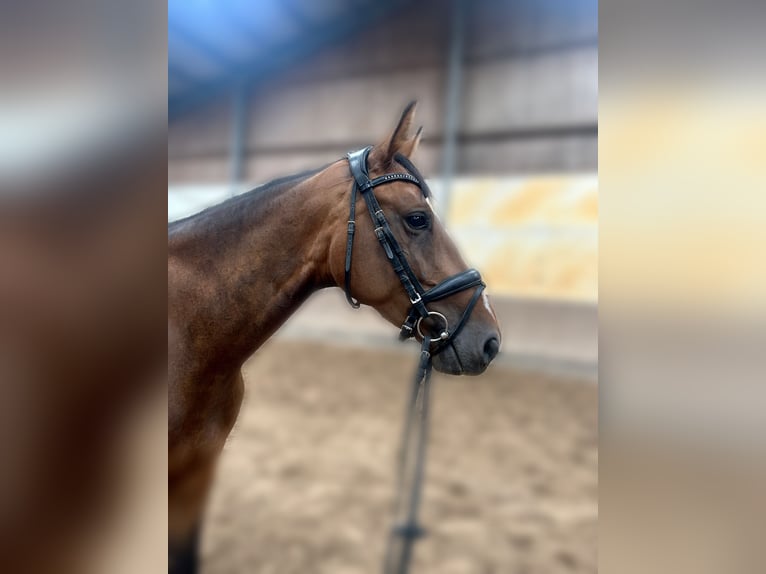 Oldenburg-International (OS) Mare 4 years 16,1 hh Brown in Struth