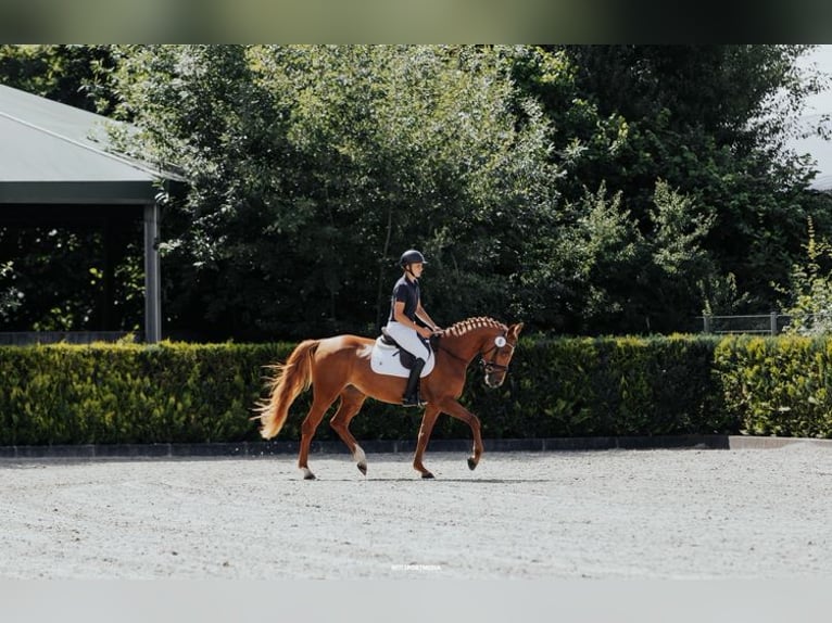 Oldenburg-International (OS) Mare 4 years 16,1 hh Chestnut-Red in M&#xFC;hlenflie&#xDF;