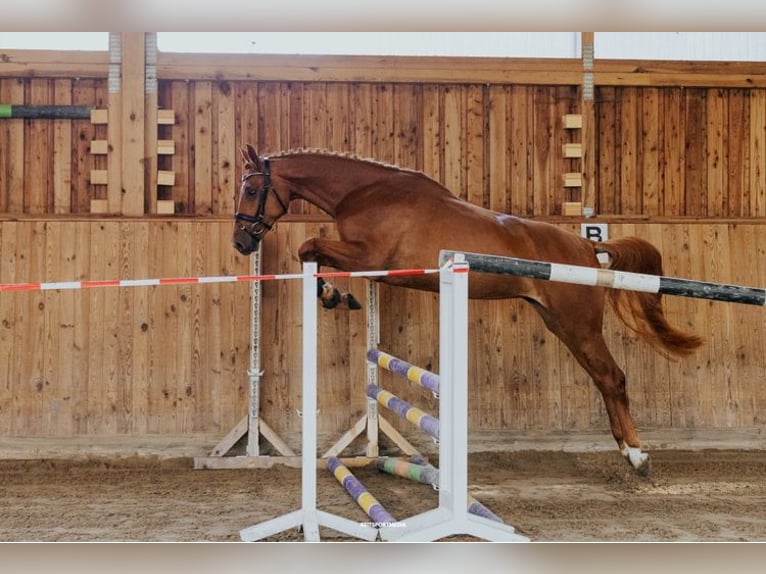 Oldenburg-International (OS) Mare 4 years 16,1 hh Chestnut-Red in M&#xFC;hlenflie&#xDF;