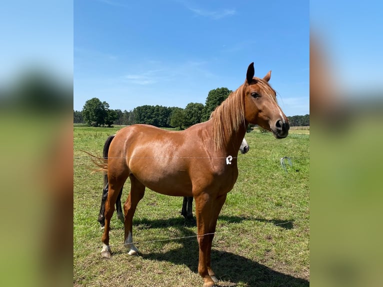 Oldenburg-International (OS) Mare 4 years 16,1 hh Chestnut-Red in M&#xFC;hlenflie&#xDF;