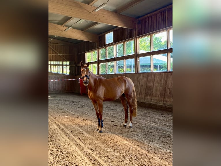 Oldenburg-International (OS) Mare 4 years 16,1 hh Chestnut-Red in M&#xFC;hlenflie&#xDF;