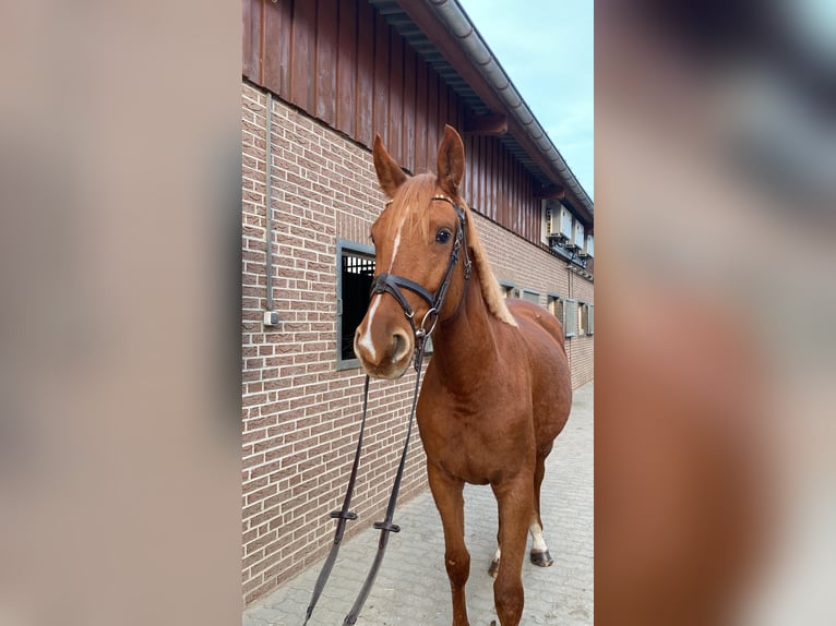 Oldenburg-International (OS) Mare 4 years 16,1 hh Chestnut-Red in M&#xFC;hlenflie&#xDF;