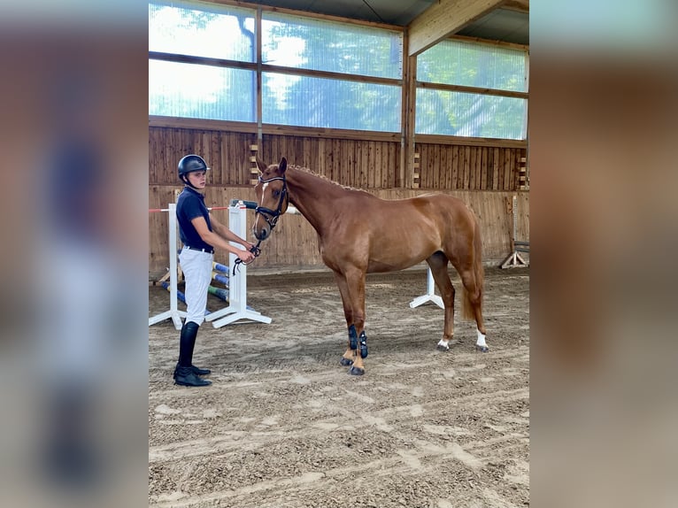 Oldenburg-International (OS) Mare 4 years 16,1 hh Chestnut-Red in M&#xFC;hlenflie&#xDF;