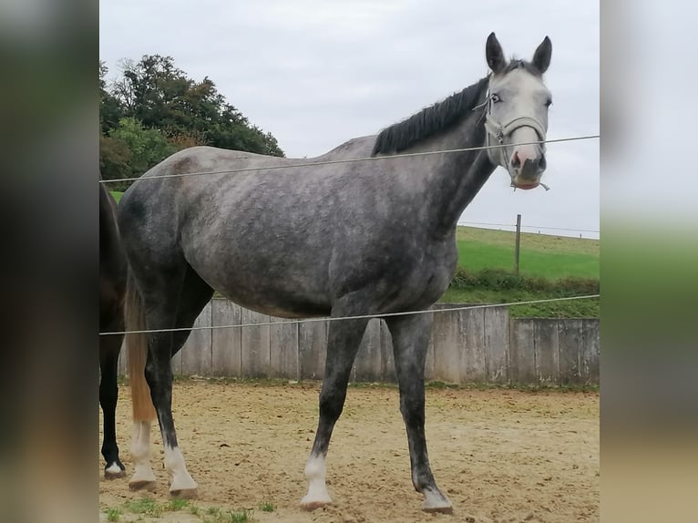 Oldenburg-International (OS) Mare 4 years 16,1 hh Grey-Dapple in Solingen Oldenburg-International (OS) Mare 4 years 16,1 hh Grey-Dapple in Solingen