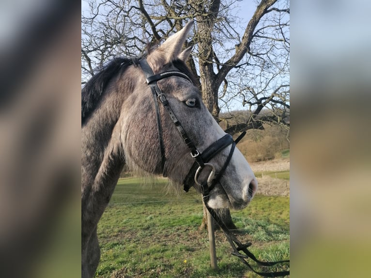 Oldenburg-International (OS) Mare 4 years 16,1 hh Grey-Dapple in Solingen