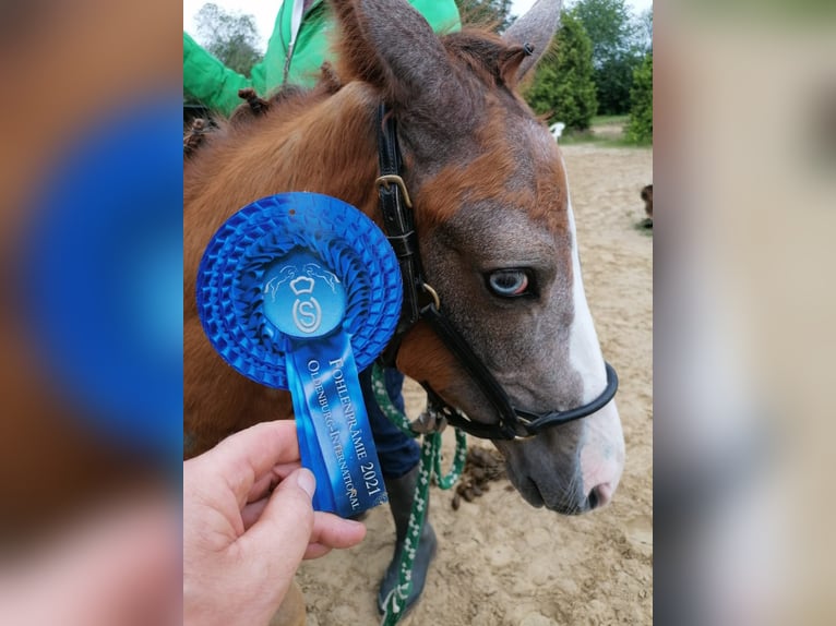 Oldenburg-International (OS) Mare 4 years 16,1 hh Grey-Dapple in Solingen Oldenburg-International (OS) Mare 4 years 16,1 hh Grey-Dapple in Solingen