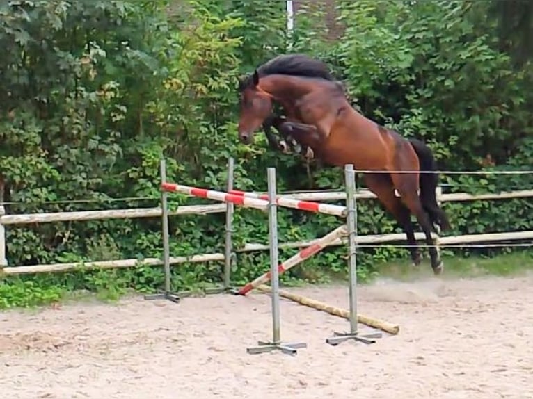 Oldenburg-International (OS) Mare 4 years 16,2 hh Brown in Wittmund