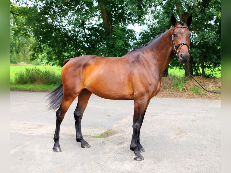 Oldenburg-International (OS) Mare 4 years 16,2 hh Brown in Wittmund
