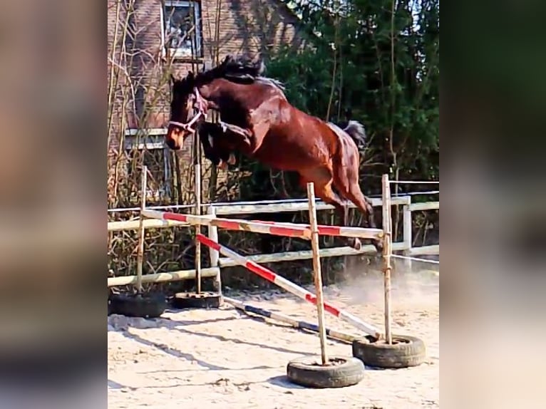 Oldenburg-International (OS) Mare 4 years 16,2 hh Brown in Wittmund