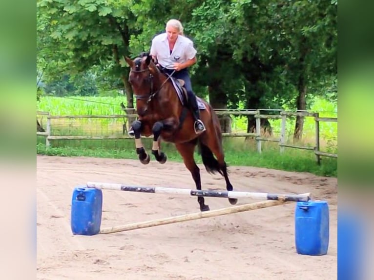 Oldenburg-International (OS) Mare 4 years 16,2 hh Brown in Wittmund