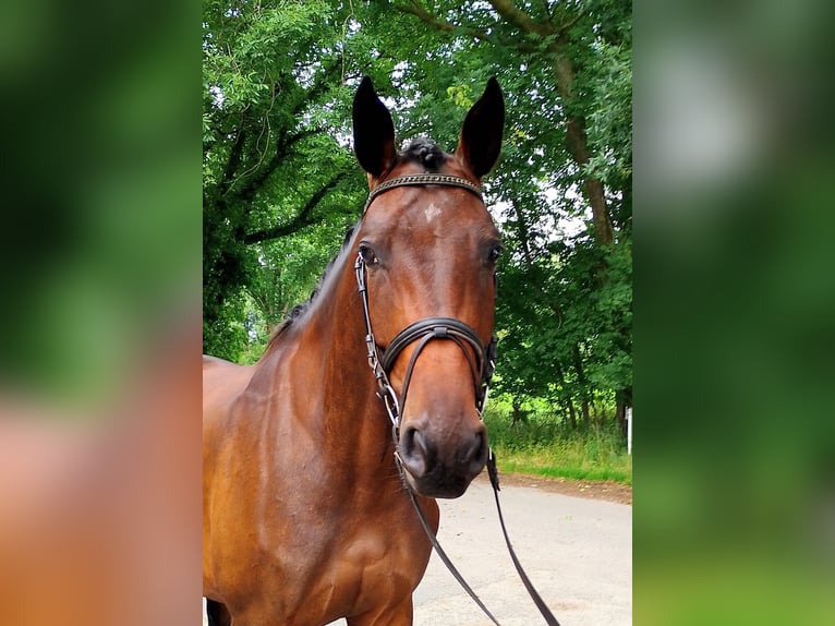 Oldenburg-International (OS) Mare 4 years 16,2 hh Brown in Wittmund