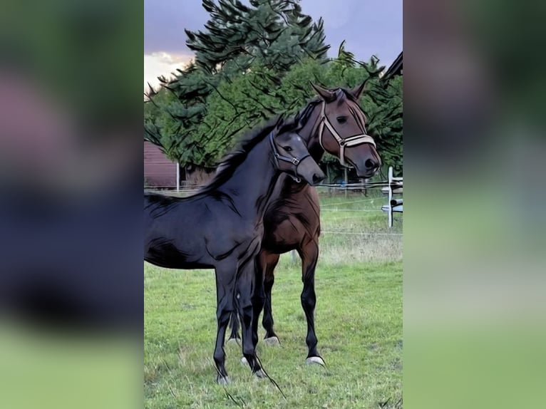 Oldenburg-International (OS) Mare 4 years 16,2 hh Grey in Mechelroda