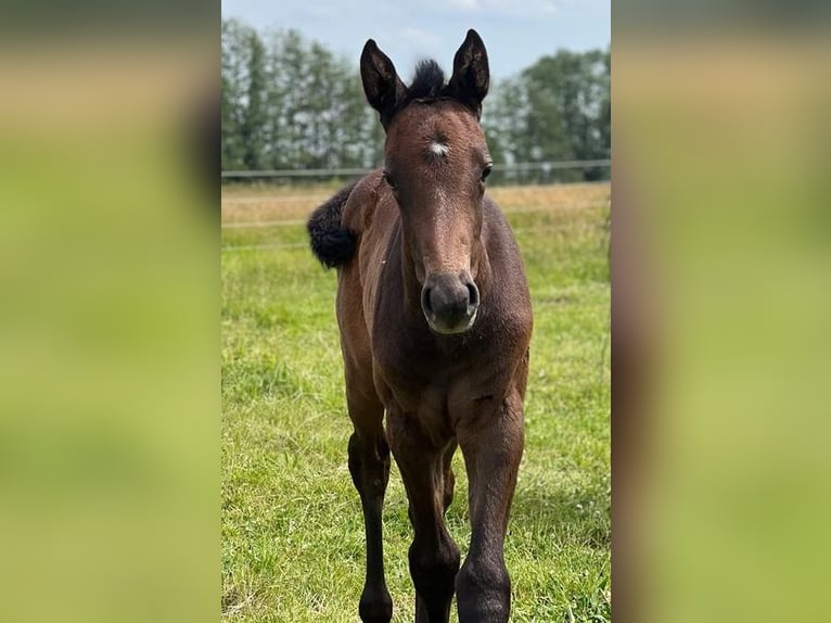 Oldenburg-International (OS) Mare 4 years 16,2 hh Grey in Mechelroda