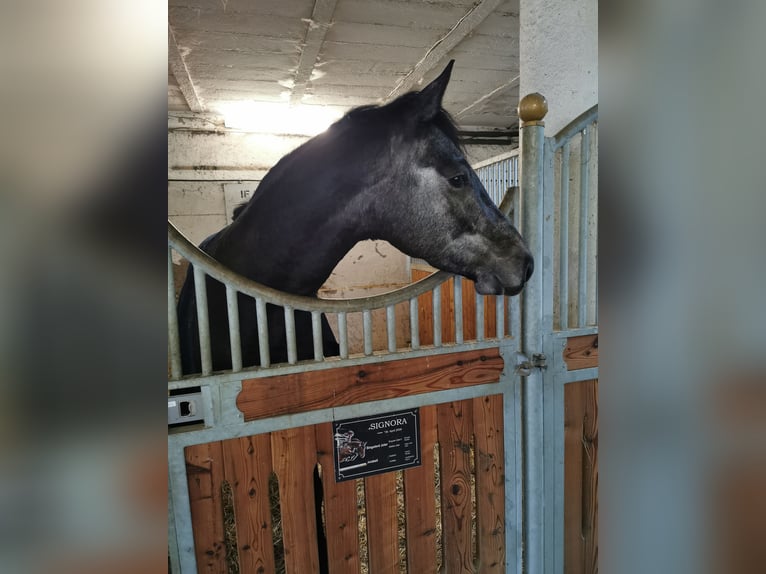 Oldenburg-International (OS) Mare 4 years 16,2 hh Grey in Mechelroda