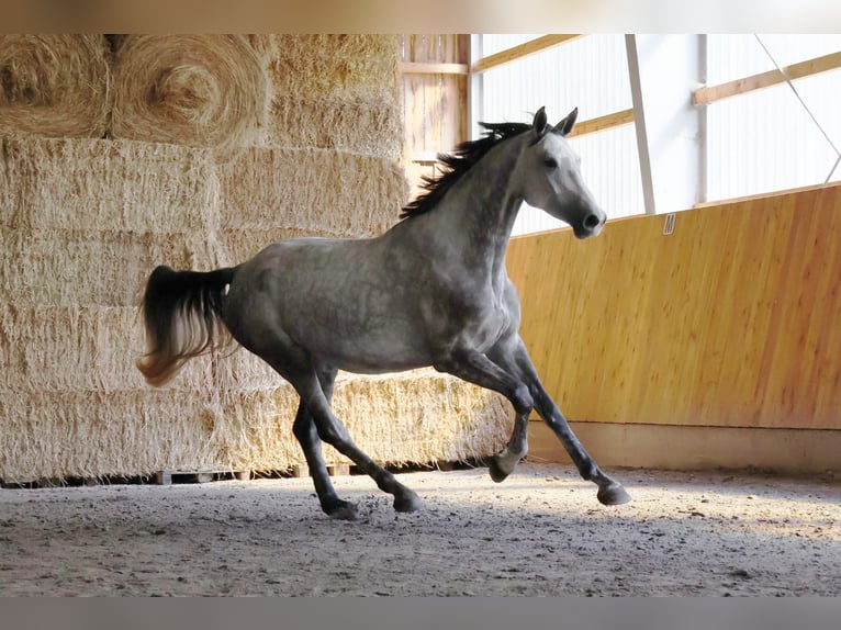 Oldenburg-International (OS) Mare 4 years 17 hh  in STUDENÁ