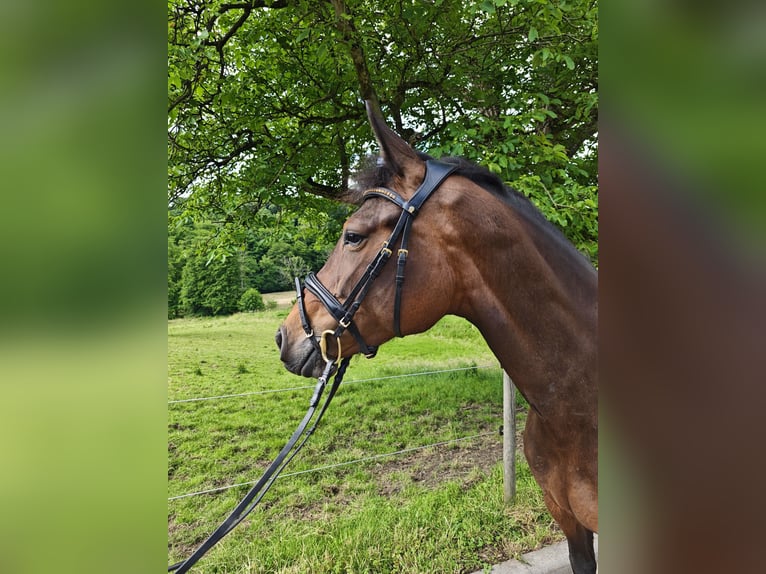 Oldenburg-International (OS) Mare 5 years 15.2 hh Bay-Dark in Solingen