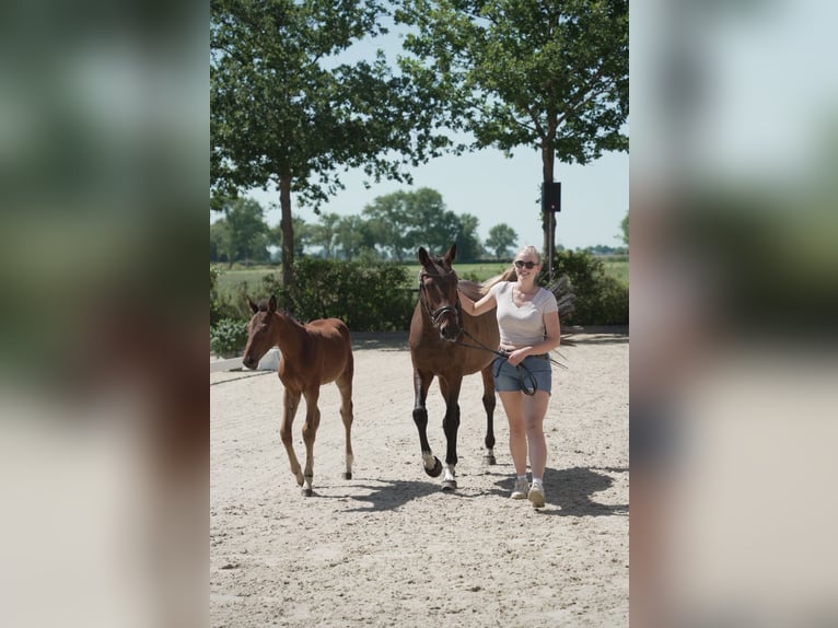 Oldenburg-International (OS) Mare 5 years 15.3 hh Bay-Dark in Lindern (Oldenburg)