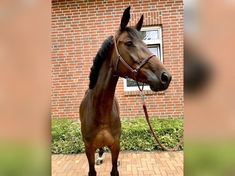 Oldenburg-International (OS), Mare, 5 years, 15.3 hh, Bay-Dark