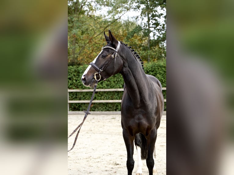 Oldenburg-International (OS) Mare 5 years 15,3 hh Bay-Dark in Lohne (Oldenburg)