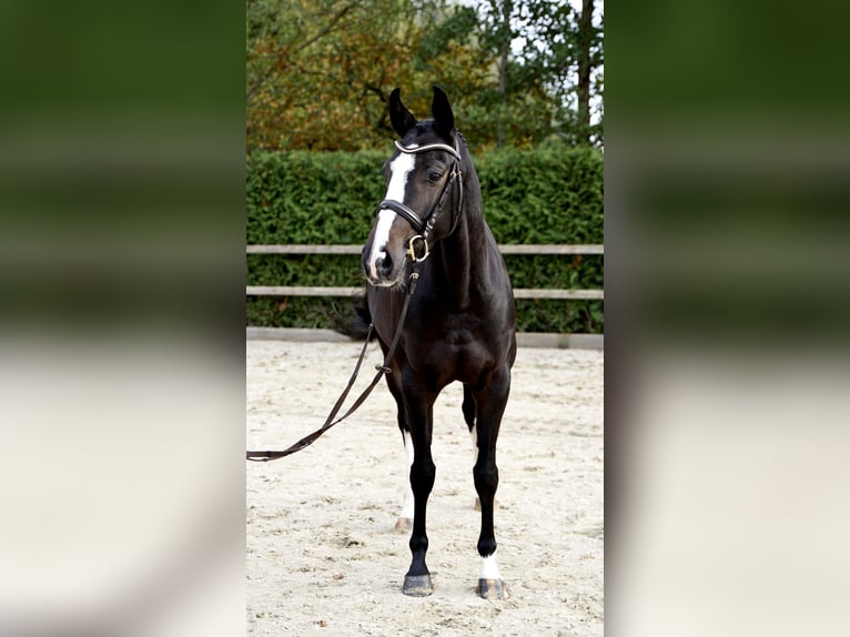 Oldenburg-International (OS) Mare 5 years 15,3 hh Bay-Dark in Lohne (Oldenburg)