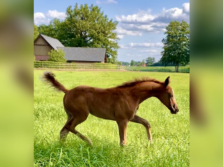 Oldenburg-International (OS) Mare 5 years 15,3 hh Chestnut-Red in Nettetal