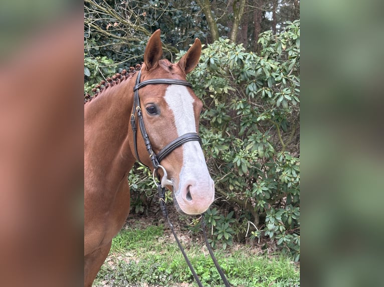 Oldenburg-International (OS) Mare 5 years 15,3 hh Chestnut-Red in Löningen