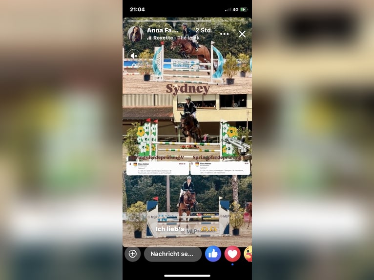 Oldenburg-International (OS), Mare, 5 years, 16.1 hh, Brown
