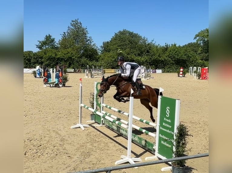 Oldenburg-International (OS) Mare 5 years 16.1 hh Brown in Mannheim
